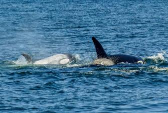 Rare White Killer Whale Spotted in Dana Point