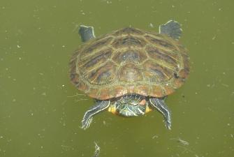 Mating Season at CSUN's Orange Grove Pond 