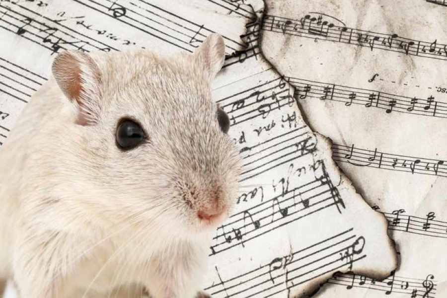 Study Finds Rats Have Rhythm