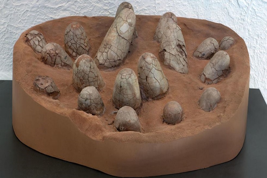 Fossilized Eggs