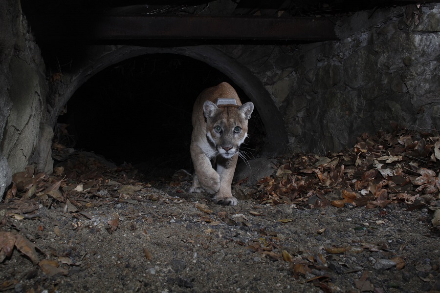 Griffith Park Mountain Lion On The Move