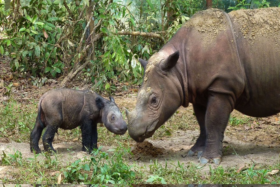 Celebration over Sumatran Rhino 