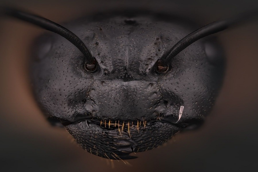 Ant Face Close Up