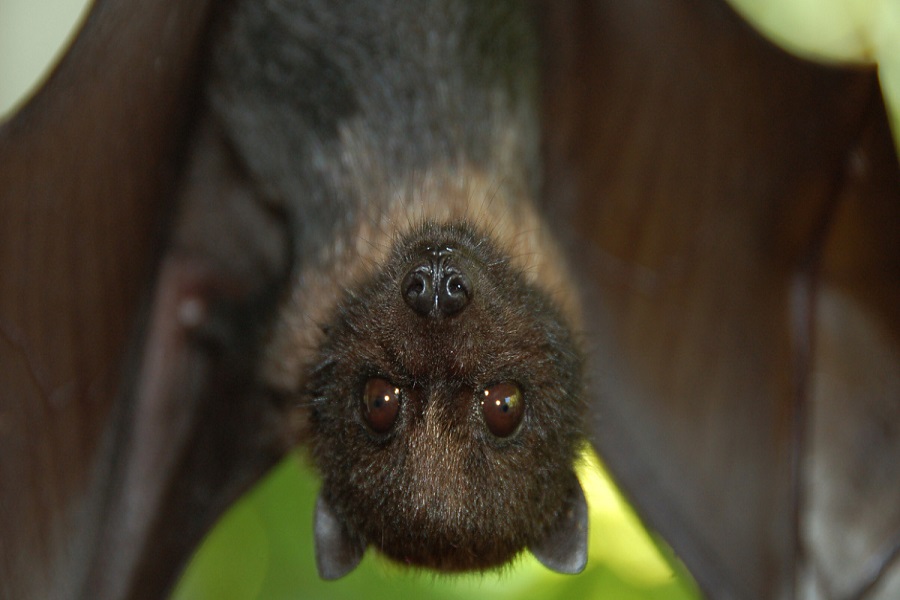 Bats Species are Considered To Be Endangered In North America