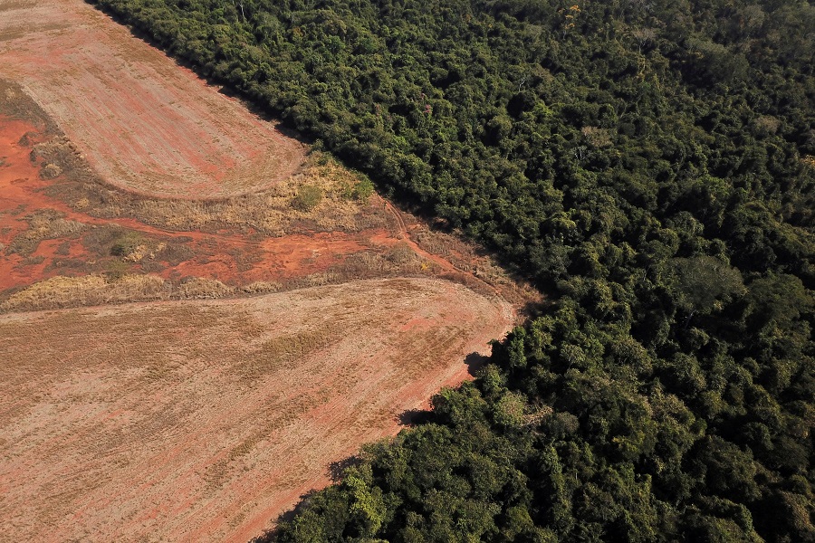 Deforestation in Brazil Is Increasing