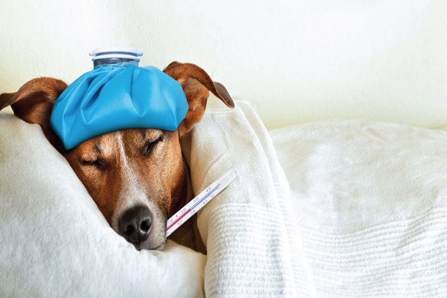 Dog Flu Can Spread to Humans?