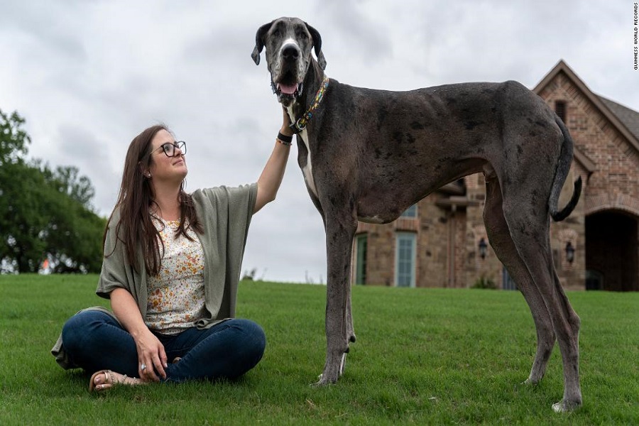 World Tallest Dog