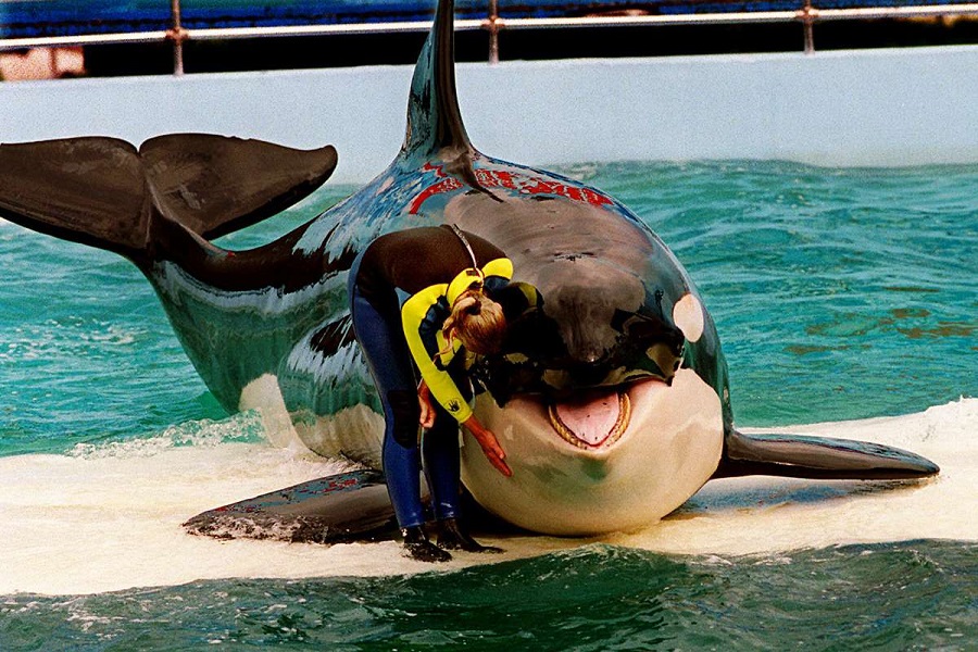 Orca Is Set To Be Returned To The Ocean
